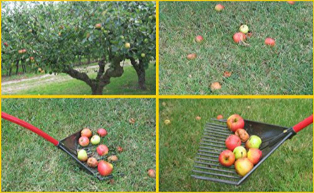 Root Assassin Rake-Shovel-Skimmer - Ascmtools