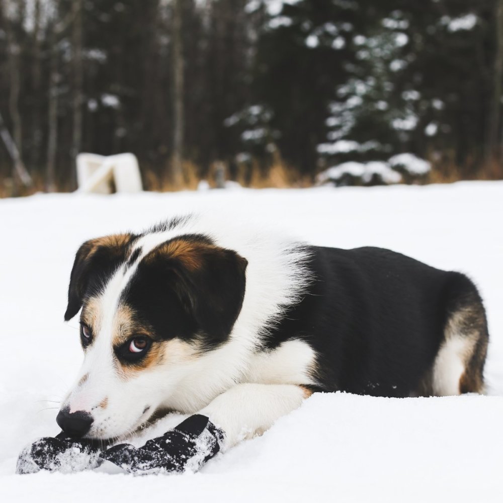 Duluth Pack 2-1/2 In. Wide x 5-1/2 In. Tall Small Black Dog Boots - Ascmtools