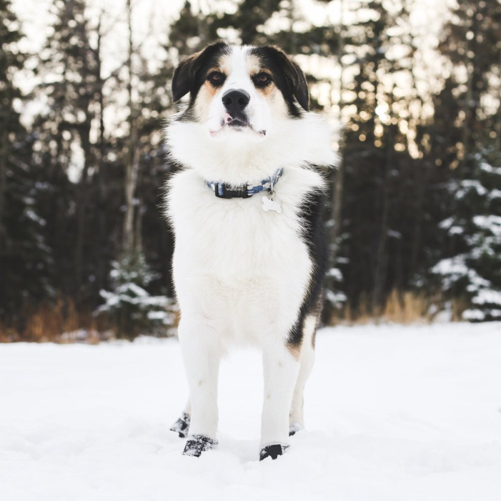 Duluth Pack 2-1/2 In. Wide x 5-1/2 In. Tall Small Black Dog Boots - Ascmtools